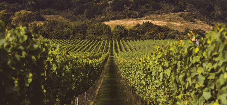 Toasting two of our amazing award-winning wineries