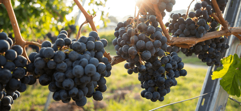 Six wines to get your taste buds hopping this spring