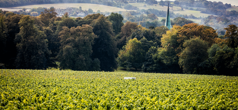 Pop the cork for English wine week