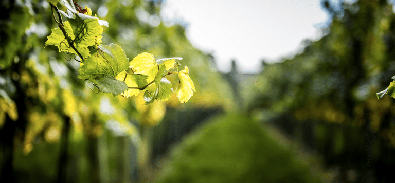 Taste the difference